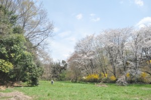 春の観察公園