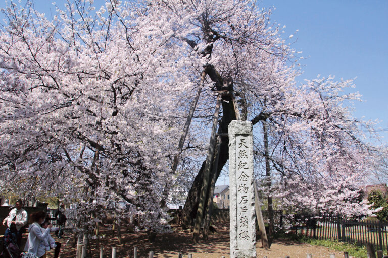 石戸蒲ザクラPRイベントのお知らせ